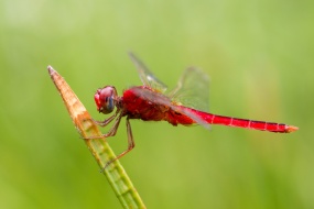 大红色蜻蜓图片
